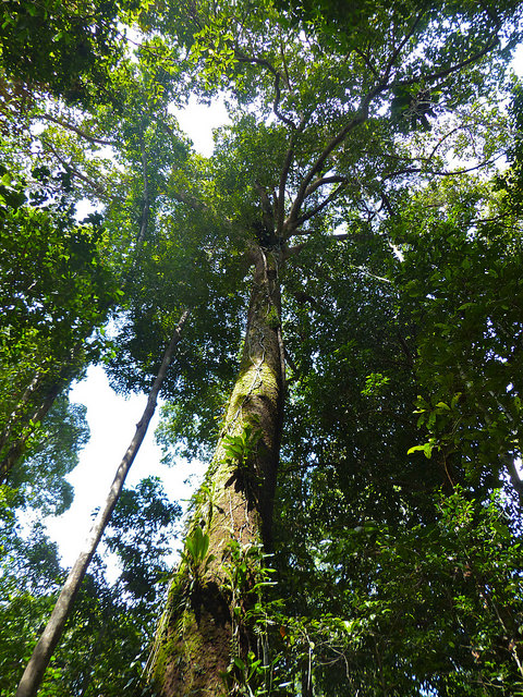 The Shorea tree our soucre of Dammar Resin